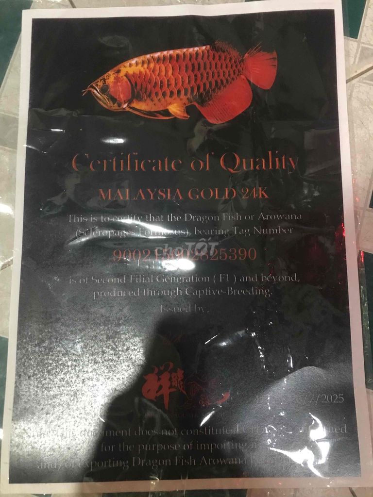 Cá Kim Long Quá Bối Vàng 24-25cm Đực. Mua bán Thú cưng khác tại Quận 11 Tp Hồ Chí Minh được đăng bởi THANH TÙNG hình 1