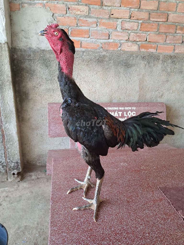 Gà chọi gà đòn Ô tía 2kg75 hết khò giảm chân. Mua bán Gà tại Huyện Di Linh Lâm Đồng được đăng bởi Thành hình 1