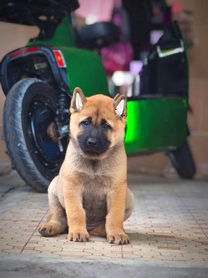 Chó Mông Cộc Vàng LưỡiĐen Canh Nhà Tốt Chuẩn Giống