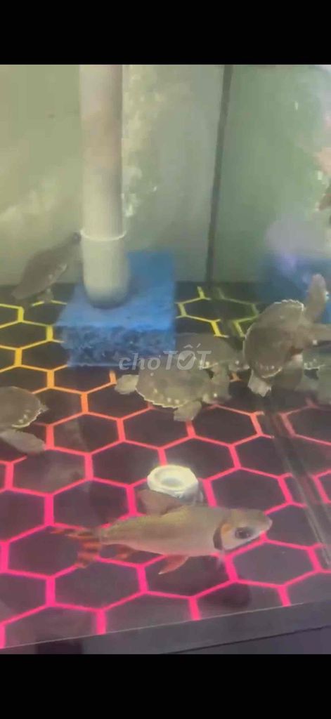 Rùa Mũi Heo size 7-8-9. Mua bán Thú cưng khác tại Quận 4 Tp Hồ Chí Minh được đăng bởi Chuyên Cá VIP Indo Hàng Hiếm hình 1