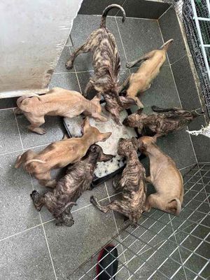 Chó Phú Quốc đủ màu