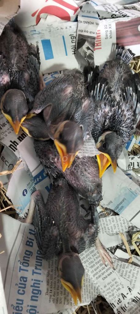 sáo đen tích vàng. Mua bán Chim tại Huyện Hóc Môn Tp Hồ Chí Minh được đăng bởi Hoàng Ngọc Bà Điểm  Hóc Môn  hình 1