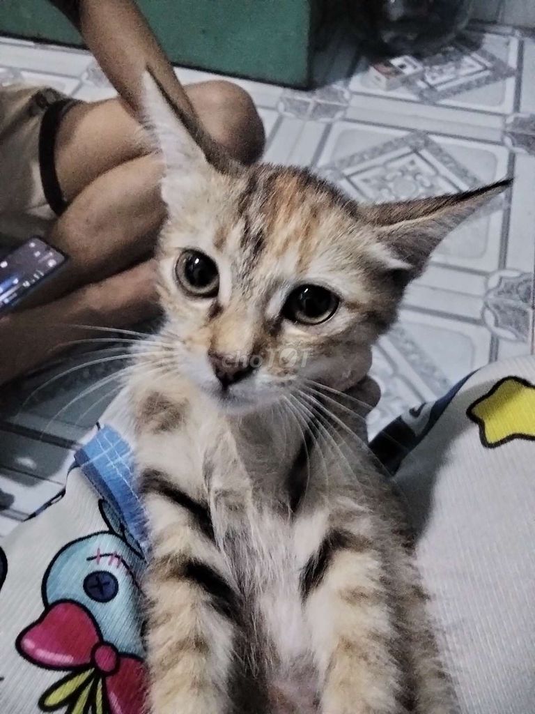 Mèo ta con. Mua bán Mèo tại Thị xã Bến Cát Bình Dương được đăng bởi Nguyễn Bảo An hình 1