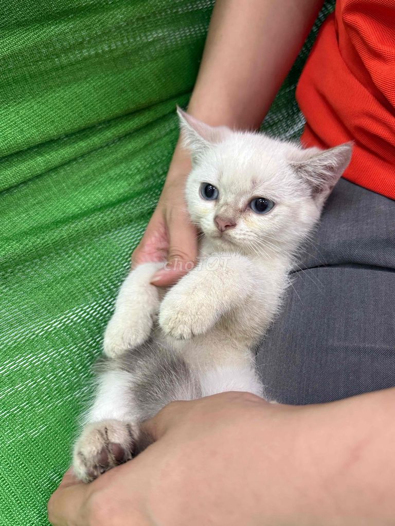 Mèo ALN nhà đẻ. Mua bán Mèo tại Huyện Bình Chánh Tp Hồ Chí Minh được đăng bởi Việt  hình 3