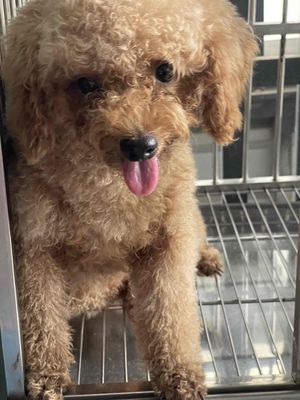 Chó Poodle cái 1 tuổi