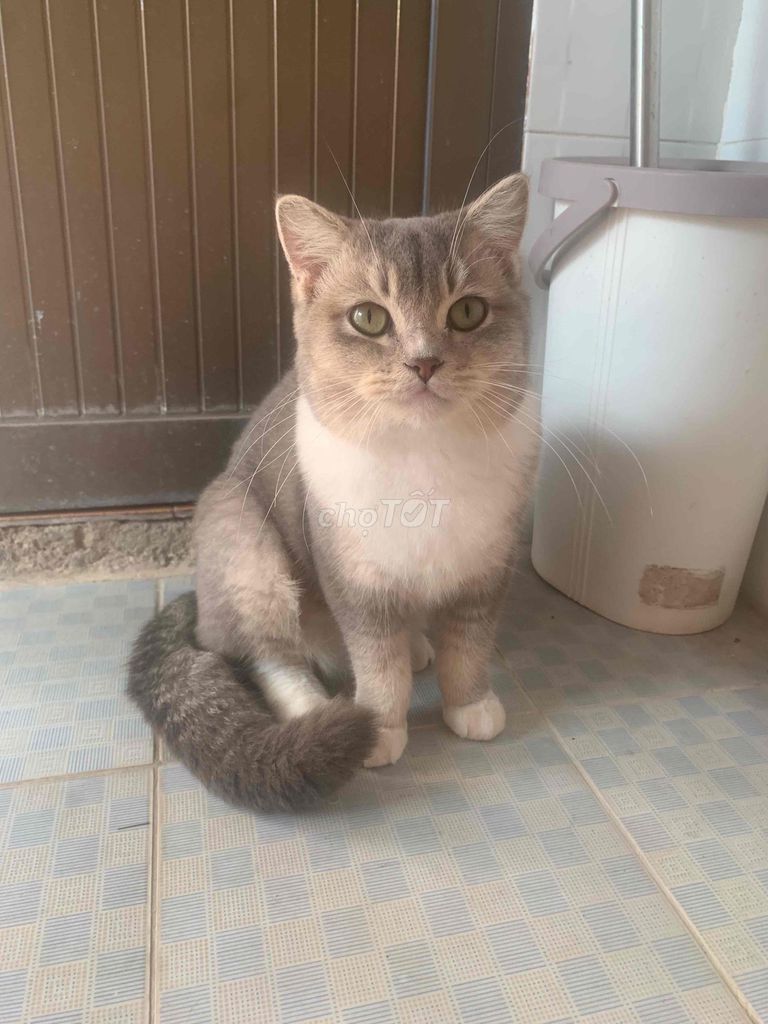 Mèo ALN đực 6 tháng. Mua bán Mèo tại Thành phố Vũng Tàu Bà Rịa - Vũng Tàu được đăng bởi Tuan hình 1