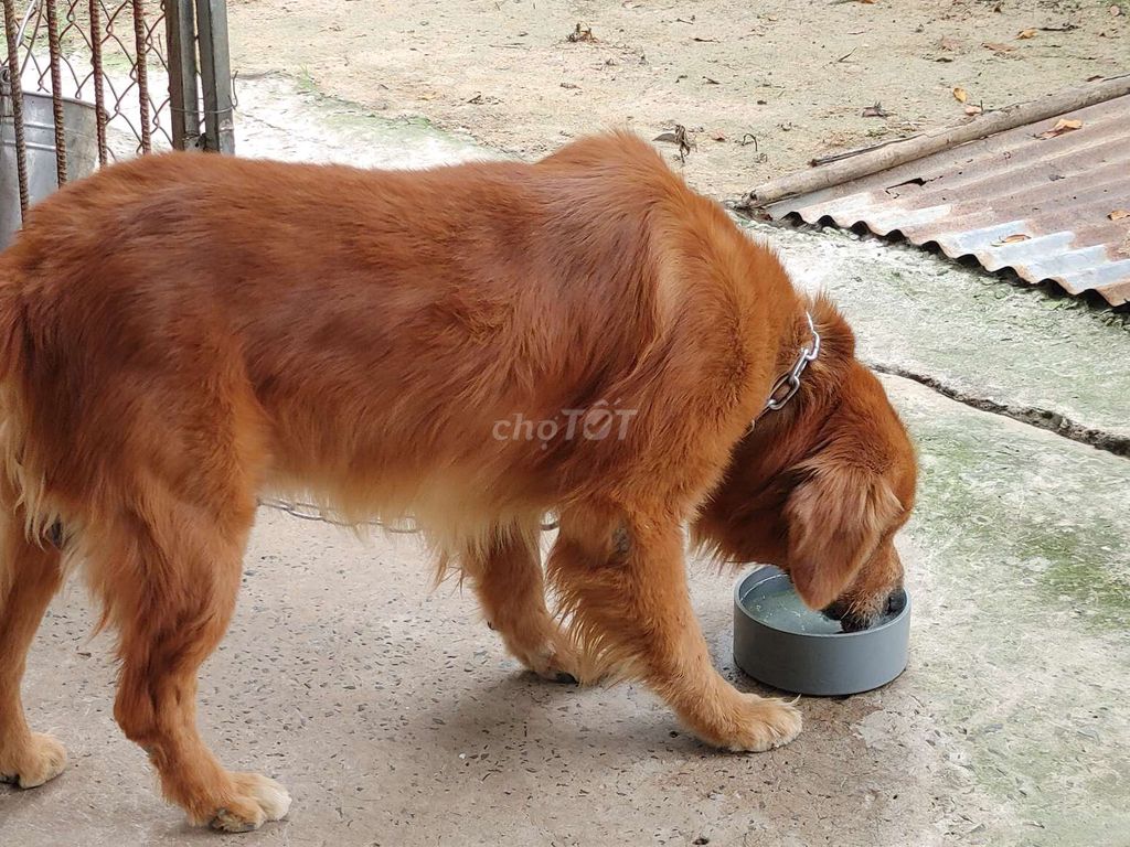 Chó Golden Retriever đực. Mua bán Chó tại Thành phố Vũng Tàu Bà Rịa - Vũng Tàu được đăng bởi Nhân Rottweiler  hình 3