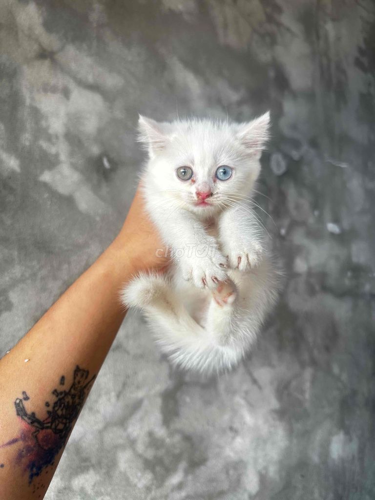Mèo Anh lông ngắn Tabi thuần chủng. Mua bán Mèo tại Quận Hoàng Mai Hà Nội được đăng bởi Tuấn Linh hình 1