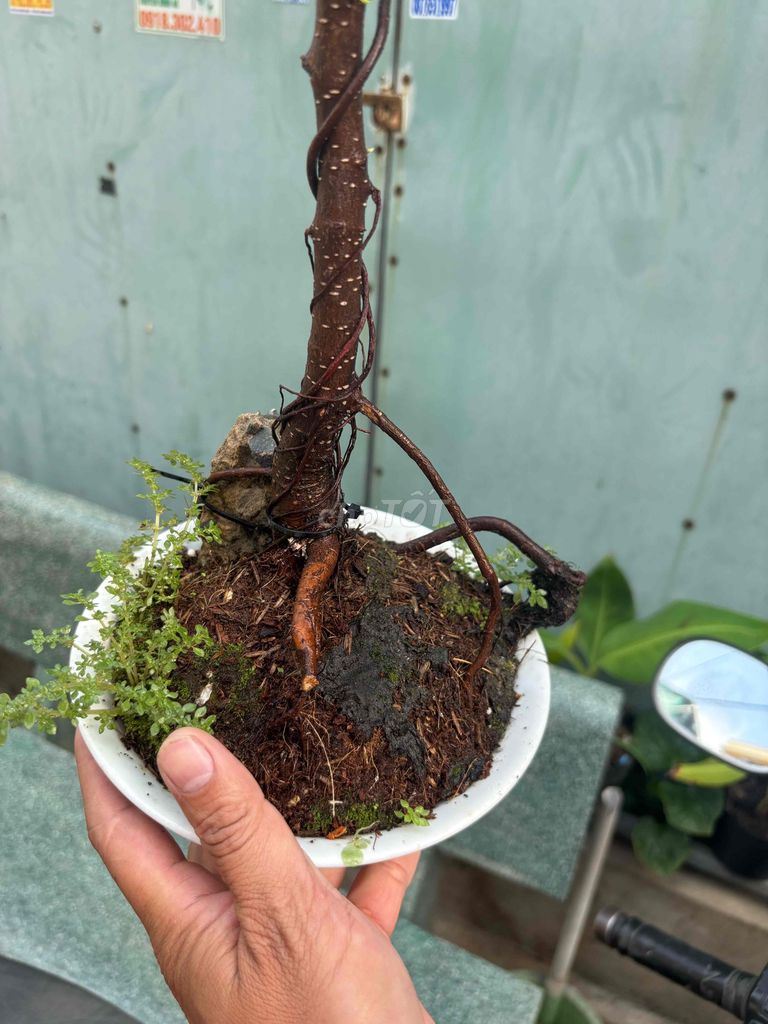 Phôi si Bonsai Văn nhân. Mua bán Cây cảnh, đồ trang trí tại Quận Bình Tân Tp Hồ Chí Minh được đăng bởi Thuận Phát hình 1