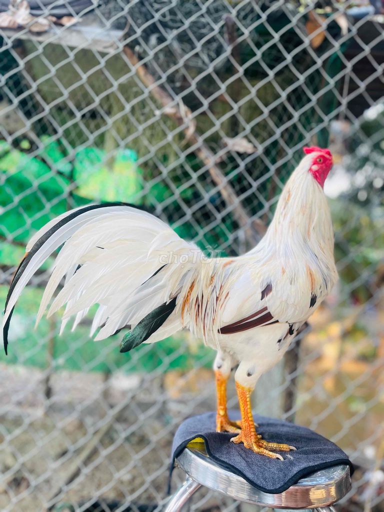 Gà chọi Trắng 3kg. Mua bán Gà tại Thành phố Thủ Đức Tp Hồ Chí Minh được đăng bởi lan vo hình 1