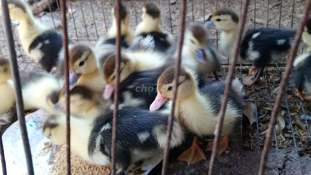 Vịt xiêm 10 ngày tuổi. Mua bán Đồ chuyên dụng, Giống nuôi trồng tại Huyện Tây Sơn Bình Định được đăng bởi Hoang Nguyen Minh hình 1