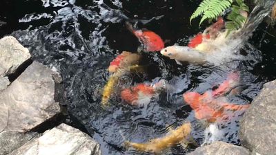 Cá Koi Việt Nam 30 - 35 cm Khỏe mạnh