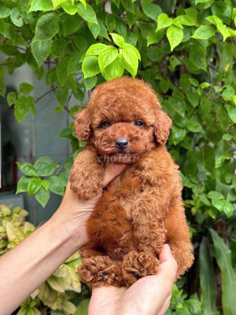 Chó Poodle nhỏ nâu đỏ chó con. Mua bán Chó tại Quận Bình Tân Tp Hồ Chí Minh được đăng bởi Nguyễn Đăng An hình 1