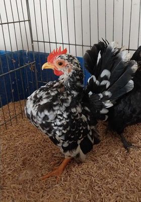 Gà trống Serama mini gần 3 tháng. Mua bán Gà tại Quận Tân Bình Tp Hồ Chí Minh được đăng bởi Minh Quân Serama