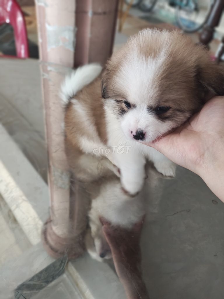 Chó Phốc Sóc lai 1.5 tháng. Mua bán Chó tại Quận Ngô Quyền Hải Phòng được đăng bởi Yen Tran hình 1
