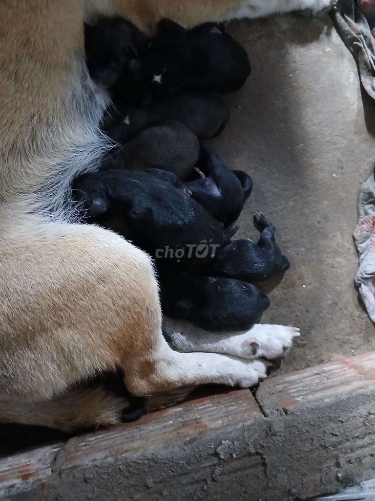 Bán chó con lai. Mua bán Chó tại Thành phố Tân An Long An được đăng bởi Hoàng Linh hình 2