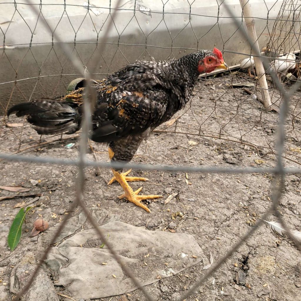 Gà cú 4 tháng tuổi Đen xám. Mua bán Gà tại Huyện Tân Hiệp Kiên Giang được đăng bởi AK  hình 1