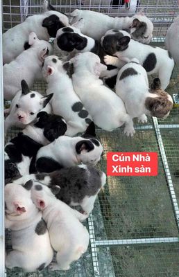 Pull Pháp Chuẩn Cún Tại Nhà