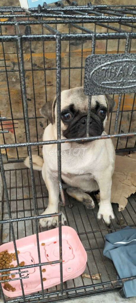 Chó Pug Vàng kem 3.5kg Thân thiện. Mua bán Chó tại Thành phố Thủ Dầu Một Bình Dương được đăng bởi Doanh Doanh hình 1