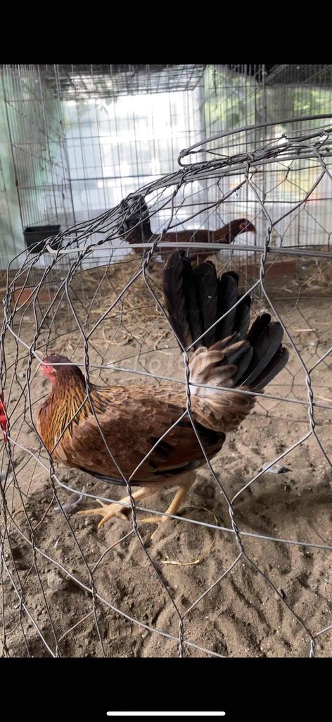 Gà Mỹ Kelso F1 Mái 2kg. Mua bán Gà tại Huyện Bình Chánh Tp Hồ Chí Minh được đăng bởi Hieu Le hình 1