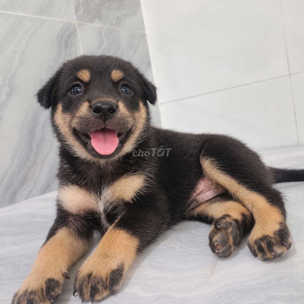 Chó Becgie lai là bé đực khôn lanh coi nhà giỏi . Mua bán Chó tại Quận 6 Tp Hồ Chí Minh được đăng bởi Tăng Chí Lương  hình 1