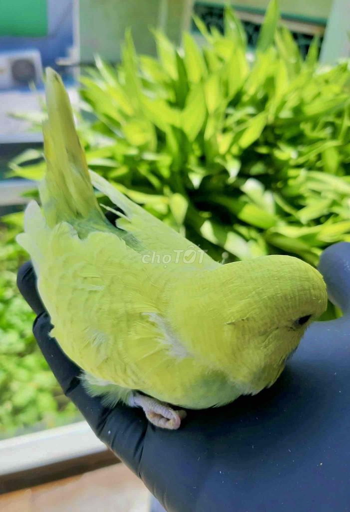 Vẹt mini EU Hà Lan Vàng cốm. Mua bán Chim tại Quận Gò Vấp Tp Hồ Chí Minh được đăng bởi Đỗ Ngọc Tú hình 1