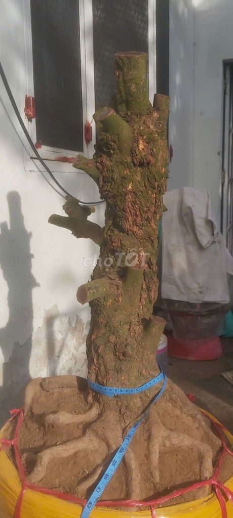 Cây cảnh Mai xù dáng đẹp.gốc to. Mua bán Cây cảnh, đồ trang trí tại Thành phố Vĩnh Long Vĩnh Long được đăng bởi Trần Minh Hiếu hình 1