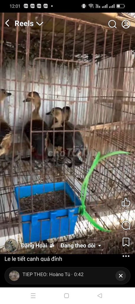 Vịt trời nuôi cảnh Nâu to béo. Mua bán Thú cưng khác tại Quận Long Biên Hà Nội được đăng bởi tổng kho gia dụng  hình 1