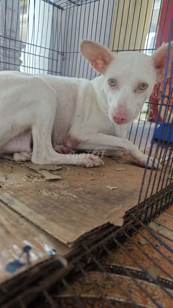 Chó Minpin Cái Trắng đang mang bầu. Mua bán Chó tại Thành phố Vĩnh Yên Vĩnh Phúc được đăng bởi Trần Bảo Anh hình 1