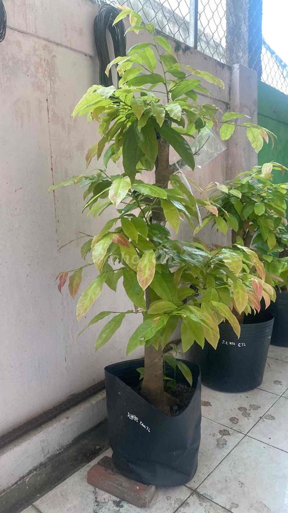Mai cam thiên lộc 24cm 60cm 50cm. Mua bán Cây cảnh, đồ trang trí tại Thị xã Gò Công Tiền Giang được đăng bởi Hứa Thanh Vân hình 1