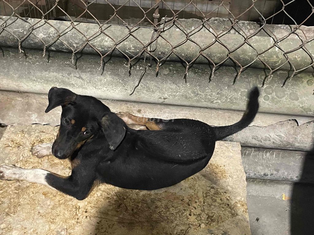 chó săn có xoáy lưng do. Mua bán Chó tại Huyện Long Thành Đồng Nai được đăng bởi Nguyễn Quang Trực hình 1