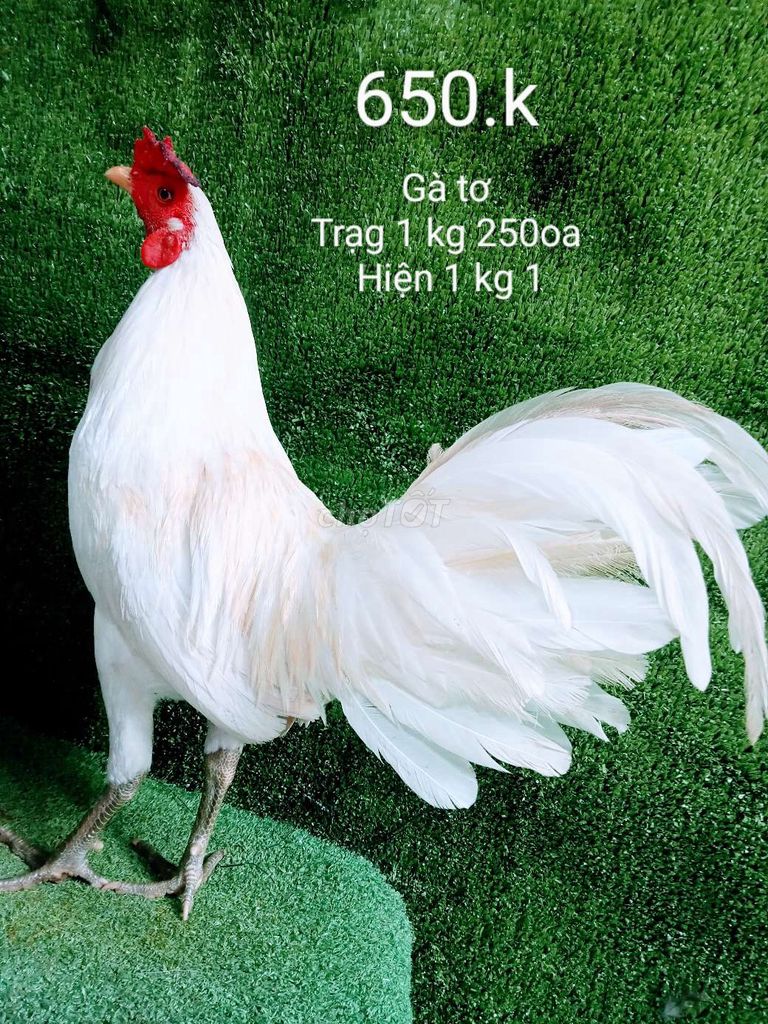 Gà tơ zin hiện 1 kg 1 trạng 1 kg 250oa