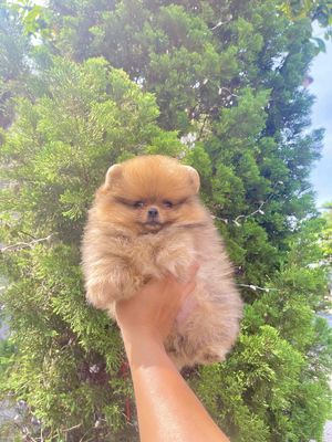 Pom thái mini teacup , mặt gấu lông 3 lớp. Mua bán Chó tại Quận Thanh Khê Đà Nẵng được đăng bởi Chaien Pet Shop