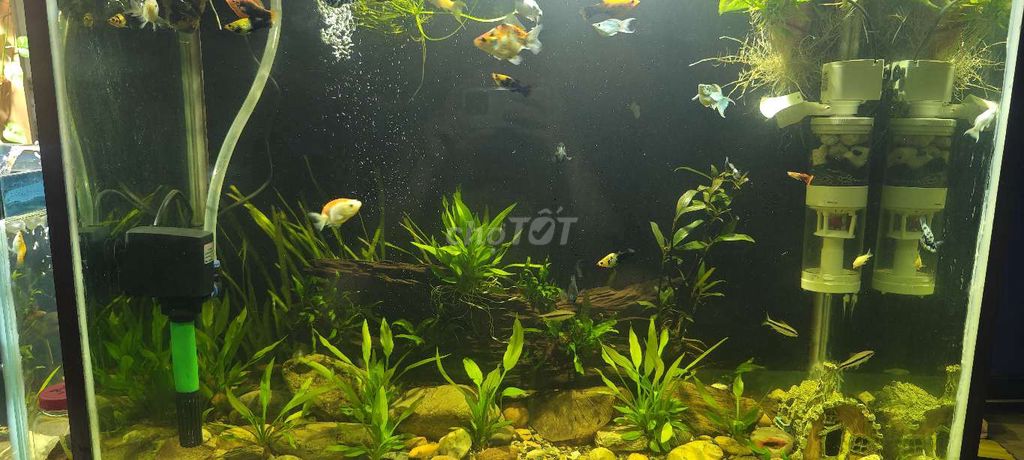 4 cá Ranchu, 1  Oranda . Mua bán Thú cưng khác tại Huyện Sóc Sơn Hà Nội được đăng bởi mẩu hình 1