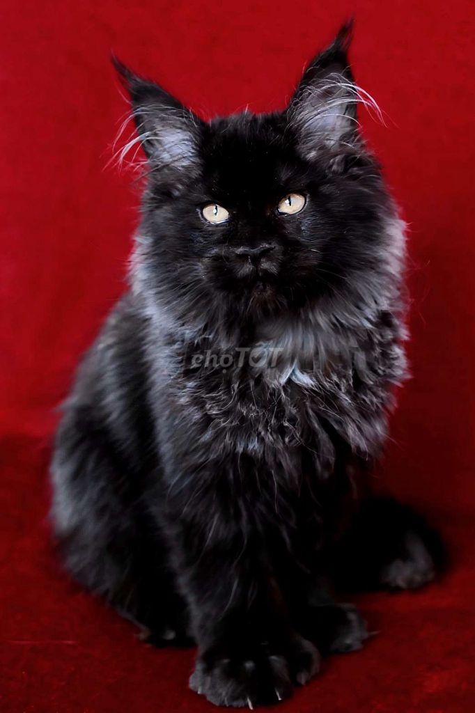 Mèo Maine Coon Đen 3 tháng. Mua bán Mèo tại Thành phố Thủ Đức Tp Hồ Chí Minh được đăng bởi Âu Minh Huy hình 1