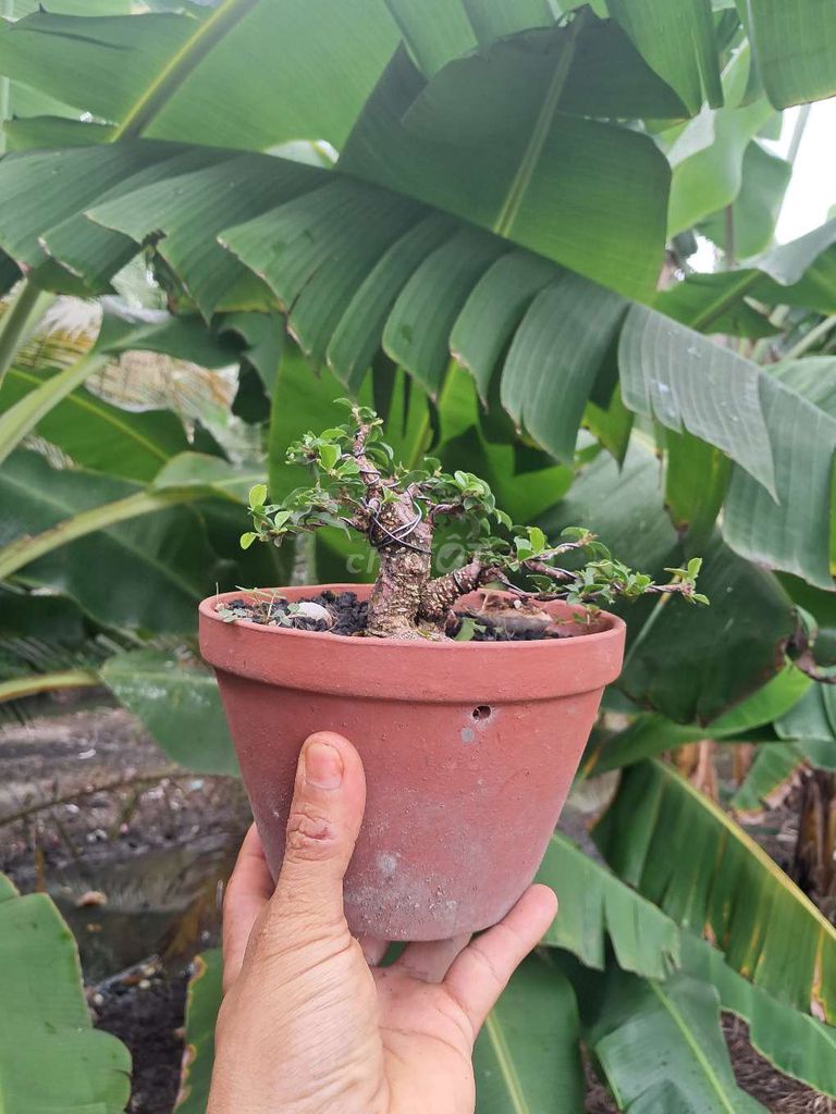 Cây cảnh Hồng ngọc mai. Mua bán Cây cảnh, đồ trang trí tại Thành phố Thuận An Bình Dương được đăng bởi Nguyen minh luan hình 1