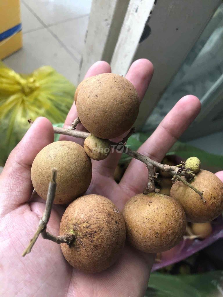 Nhãn xuồng Vĩnh Long