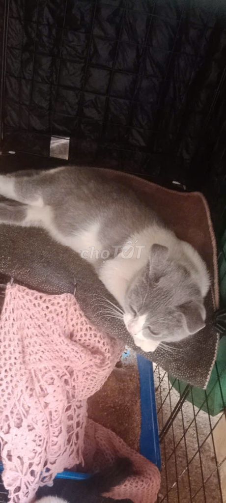 Mèo Anh lông ngắn 3 tháng tuổi. Mua bán Mèo tại Huyện Di Linh Lâm Đồng được đăng bởi Linh Nguyen hình 1