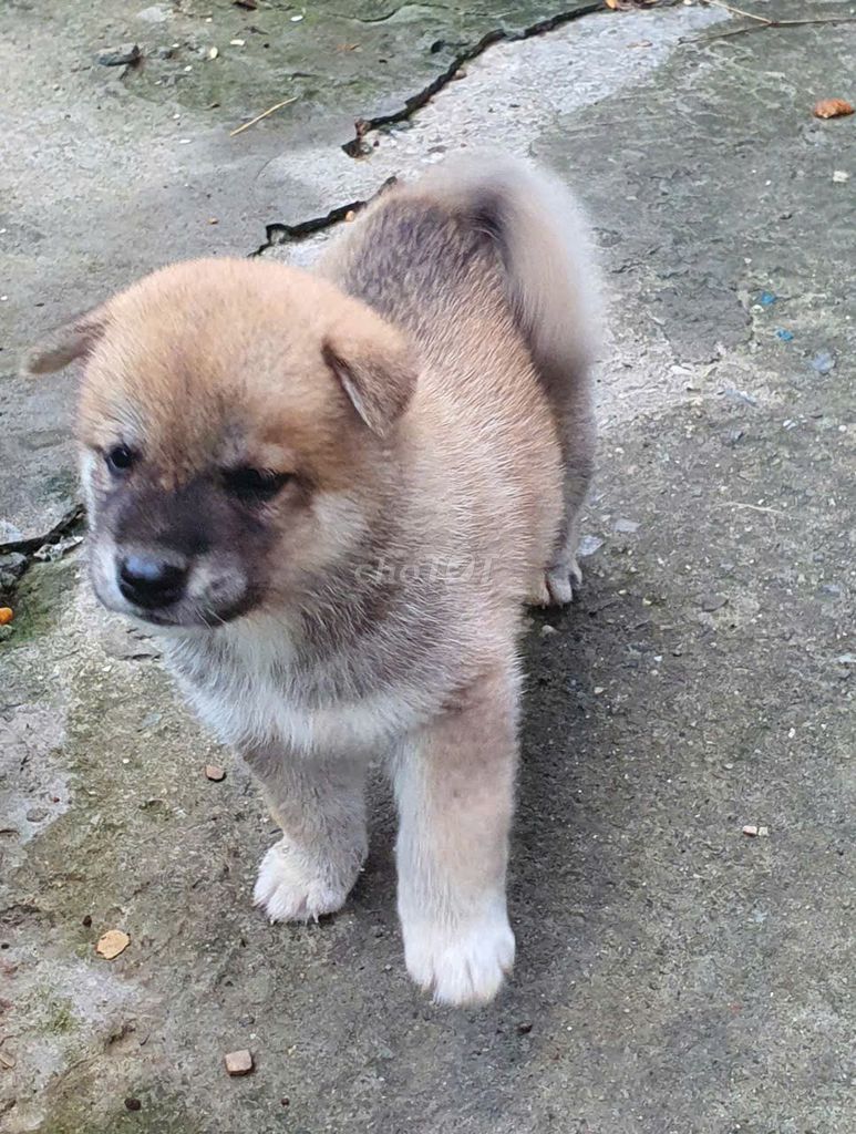 Chó Shiba đực 3 tuần tuổi Nâu vàng. Mua bán Chó tại Quận Thanh Xuân Hà Nội được đăng bởi Tran Han Khoa hình 1