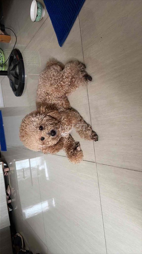 Chó Poodle Toy Nâu. Mua bán Chó tại Quận 12 Tp Hồ Chí Minh được đăng bởi Luong Trung hình 1
