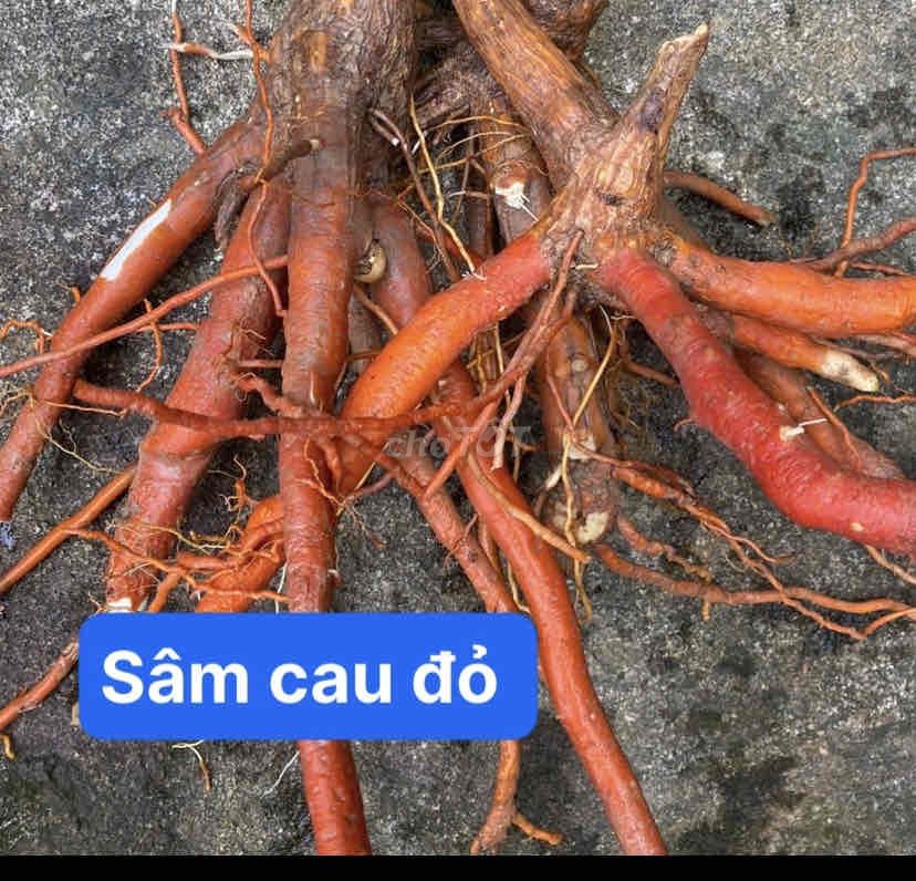 C sâm tiên mao tươi. Mua bán Đồ ăn, thực phẩm và các loại khác tại Quận Sơn Trà Đà Nẵng được đăng bởi Dược liệu Sơn Trà  hình 4