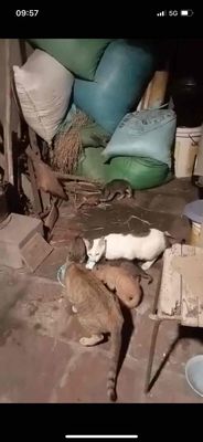 cần bán 3 mèo con và 1 mèo tháu như hình. Mua bán Mèo tại Huyện Tiên Du Bắc Ninh được đăng bởi Thu Uyên