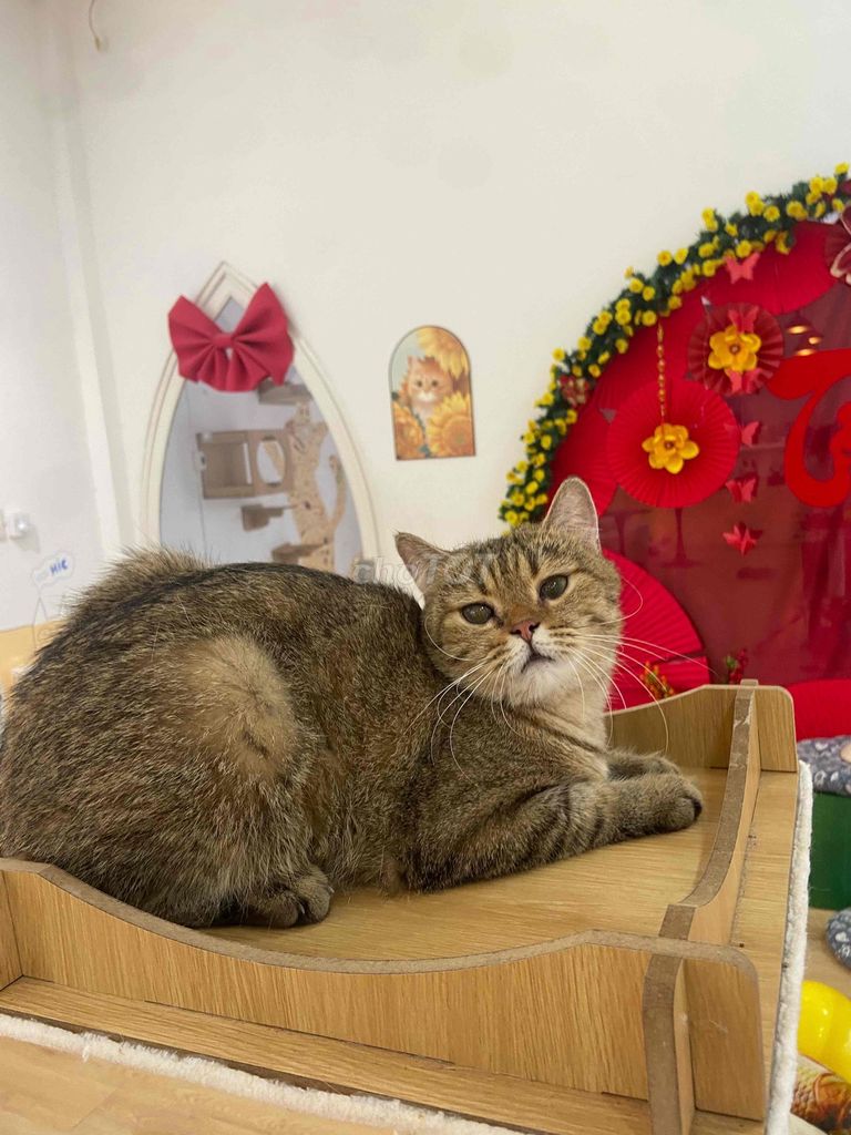 Mèo cái lớn đang gào. Mua bán Mèo tại Thành phố Thủ Dầu Một Bình Dương được đăng bởi Mai Thi Thanh Hoa hình 1