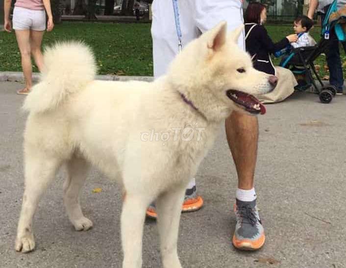 Chó Akita Inu, chó Akita Nhật trắng tuyết, shiba