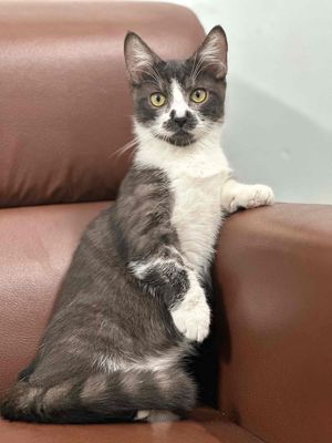 Mèo Aln chân ngắn màu đen trắng 2,5kg 6 tháng