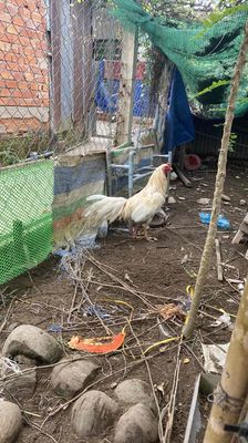 gà bướm thái mỹ việt nọc chỉ đổ mái 3kg5. Mua bán Gà tại Huyện Phụng Hiệp Hậu Giang được đăng bởi Điền Quân