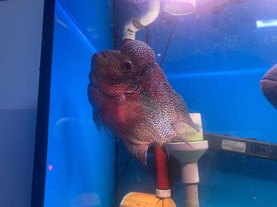 Cá La Hán 4 ngón Đỏ, trắng