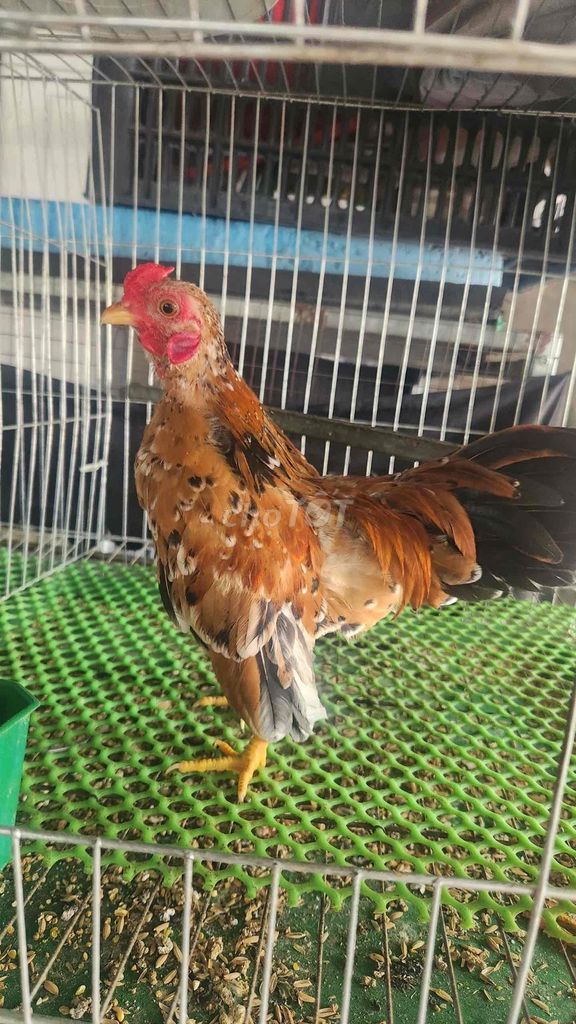 Gà tre bac. Mua bán Gà tại Quận Bình Tân Tp Hồ Chí Minh được đăng bởi Nguyen Van Dong hình 1