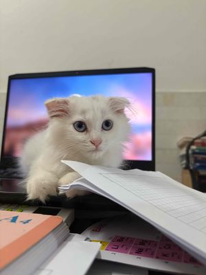 MÈO ANH LÔNG DÀI NHÀ TRỒNG