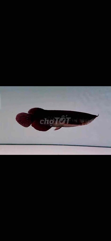Cá rồng Hắc Long độc lạ. Mua bán Thú cưng khác tại Quận Bình Thạnh Tp Hồ Chí Minh được đăng bởi Trung hình 1